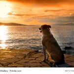 contemplating dog at the sea