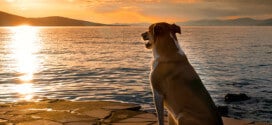 contemplating dog at the sea