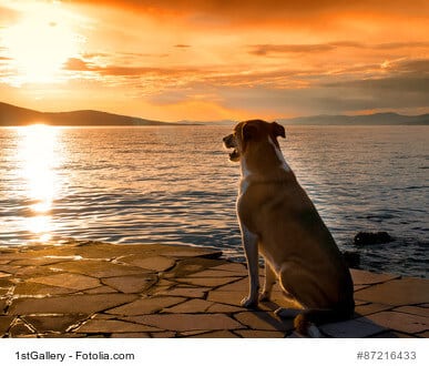 contemplating dog at the sea