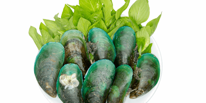 Die Grünlippmuschel – Grundnahrungsmittel der Maoris und Wirkstoff gegen Gelenkschmerzen