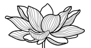 Holunderblüte