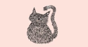 katzen-haarausfall
