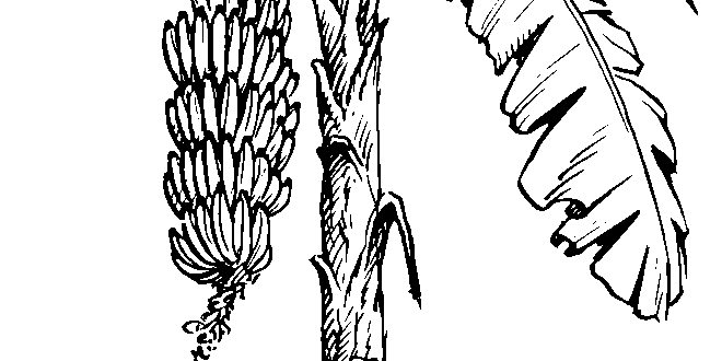 Bananenpflanze