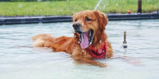 Hitzeschlag bei Hunden