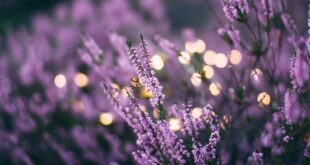 Lavendel