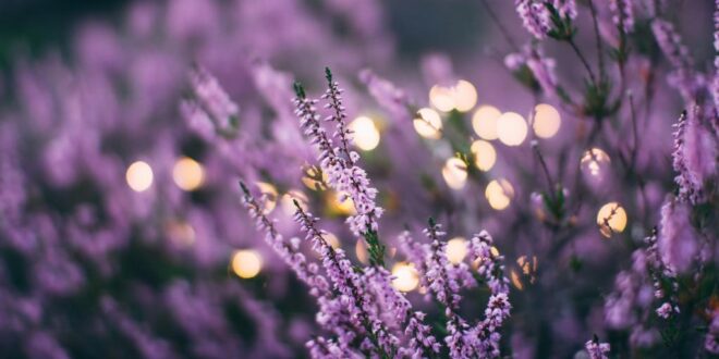 Lavendel