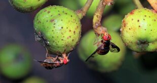 Fruchtfliegen