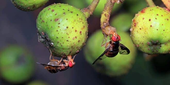 Fruchtfliegen