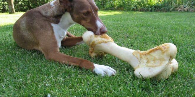 Hund Knochen