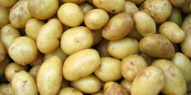 Kartoffeln