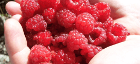 himbeeren