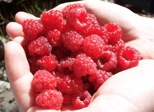 Himbeeren zügeln - kontrolieren