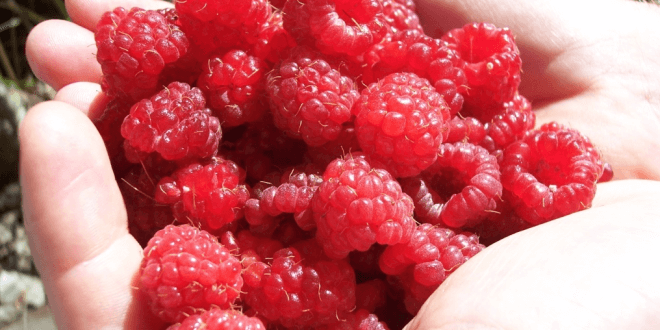 himbeeren