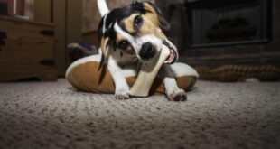 Hundesnack