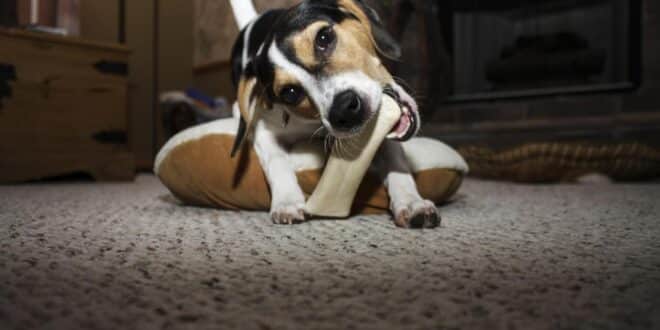 Hundesnack