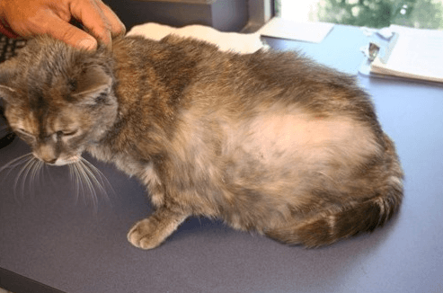 Haarausfall bei Katzen – was tun?