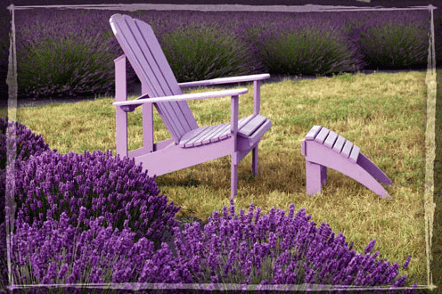 lavendel