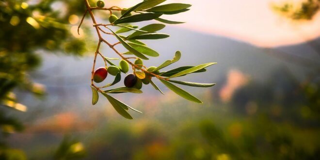 Olivenöl: Darum ist es so gesund
