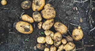 Kartoffeln