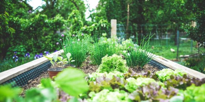Nutzgarten
