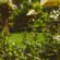 Kunstrasen ideal für den Garten