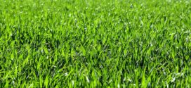 Kunstrasen ideal für den Garten