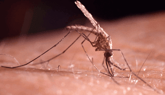 Insektenstiche – natürliche Hilfe und Abwehr