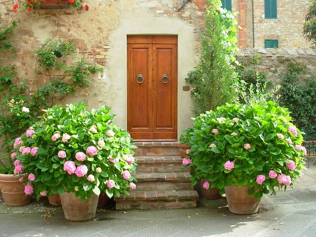 pinke Hortensie