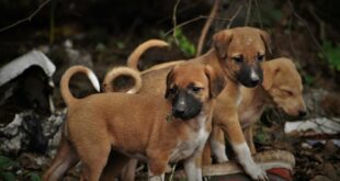 Hundewelpen
