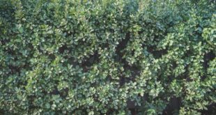 Hainbuchenhecke