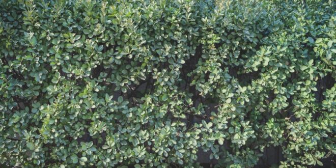 Hainbuchenhecke