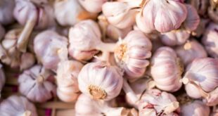 Knoblauch