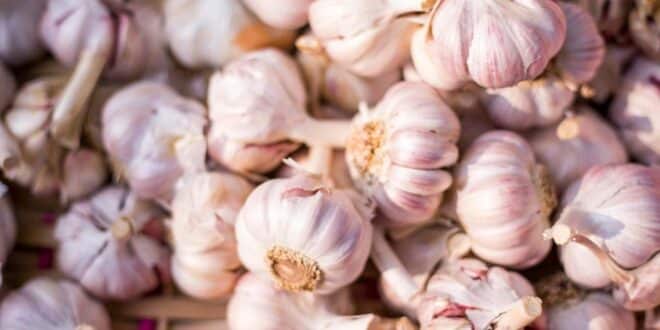 Knoblauch