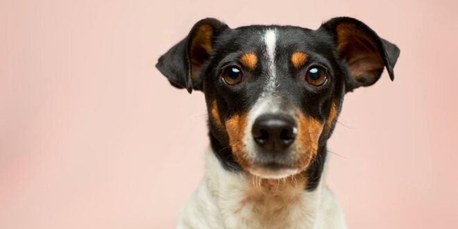 Hund