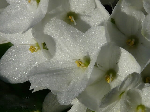 weiße Hortensie